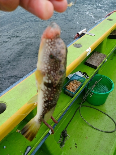 コモンフグの釣果