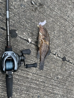 オオモンハタの釣果