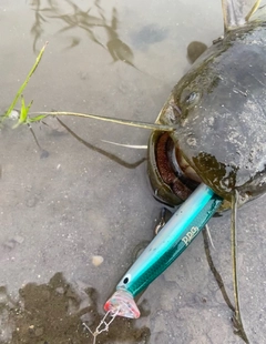 ナマズの釣果