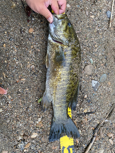 スモールマウスバスの釣果