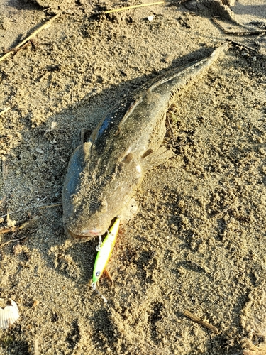 マゴチの釣果