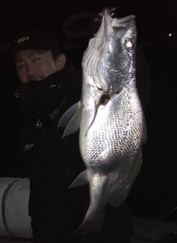 ニベの釣果