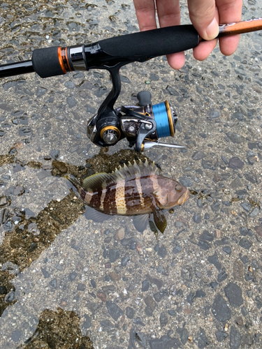 アコウの釣果