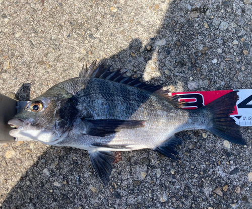 チヌの釣果