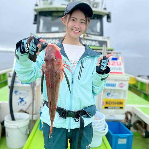 ホウボウの釣果