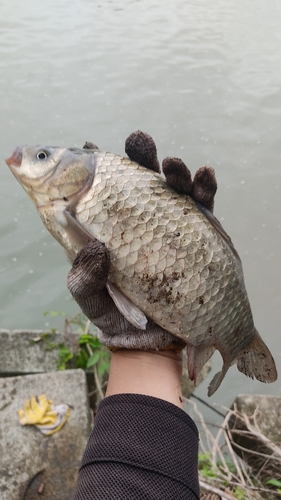 フナの釣果