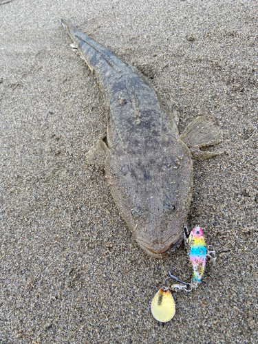 マゴチの釣果