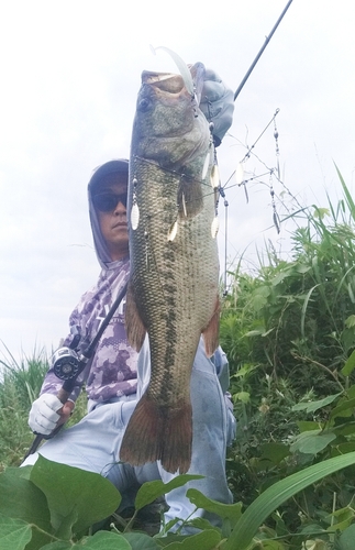 ブラックバスの釣果