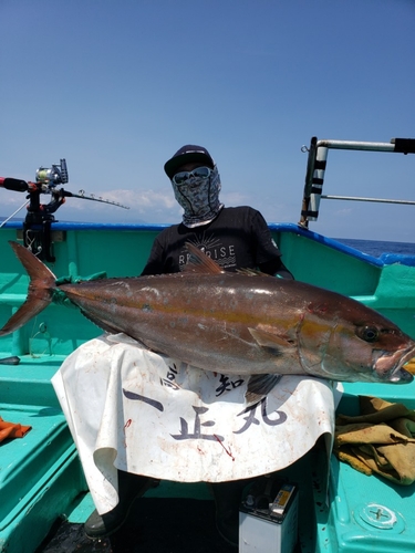 カンパチの釣果