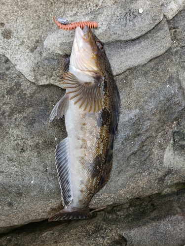 アイナメの釣果