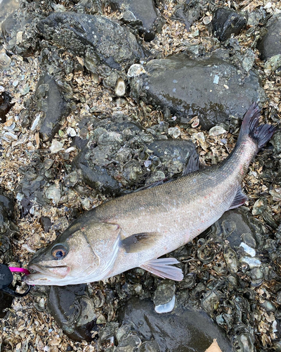 シーバスの釣果