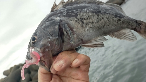 クロソイの釣果