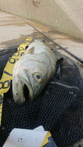 スズキの釣果