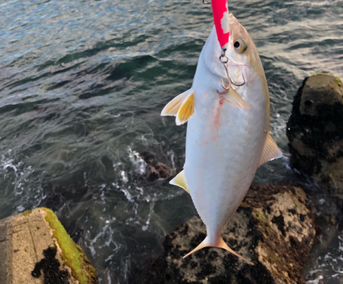 ショゴの釣果