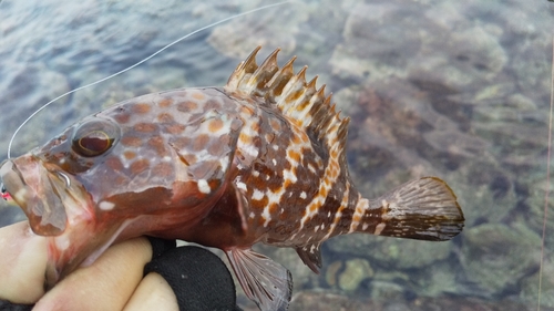 キジハタの釣果