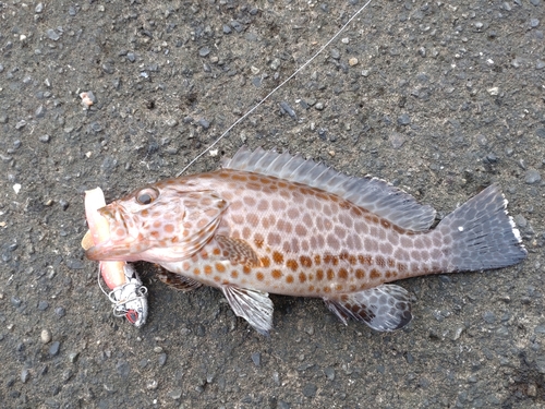 オオモンハタの釣果