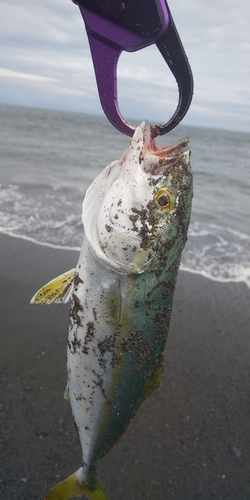 ワカシの釣果