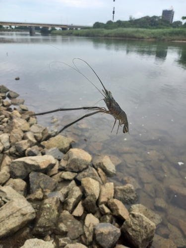 テナガエビの釣果