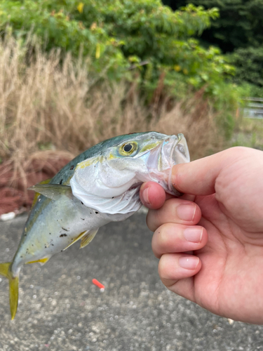 ワカシの釣果