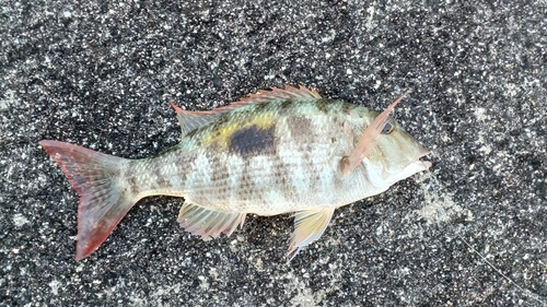 イッテンフエダイの釣果