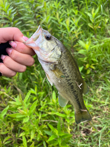 ラージマウスバスの釣果