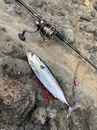 ソウダガツオの釣果