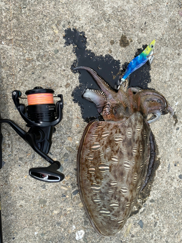 モンゴウイカの釣果