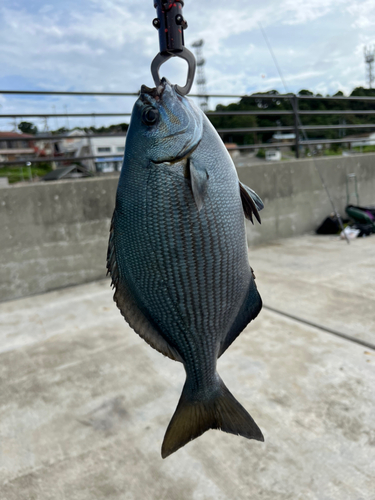 イスズミの釣果