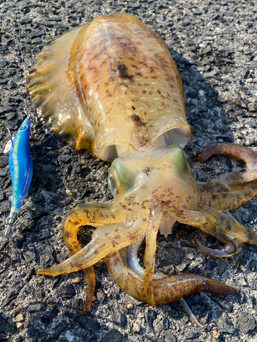 アオリイカの釣果