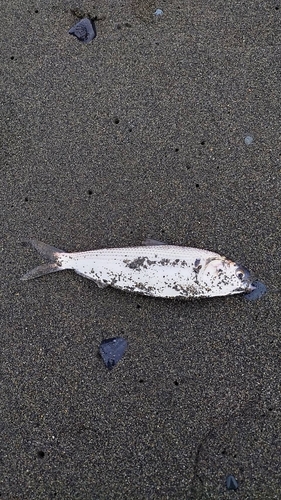 コノシロの釣果