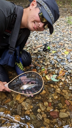 ヤマメの釣果