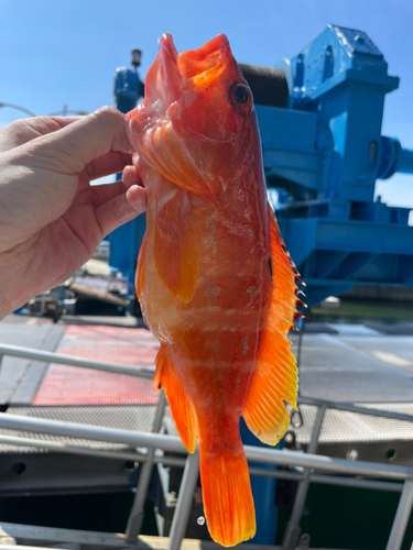 アカハタの釣果