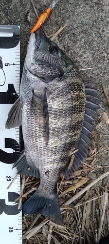 チヌの釣果