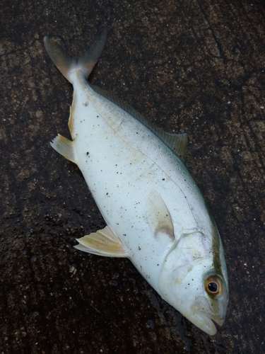 ショゴの釣果