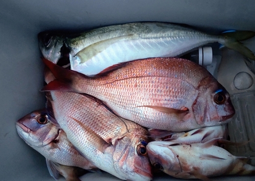 マダイの釣果