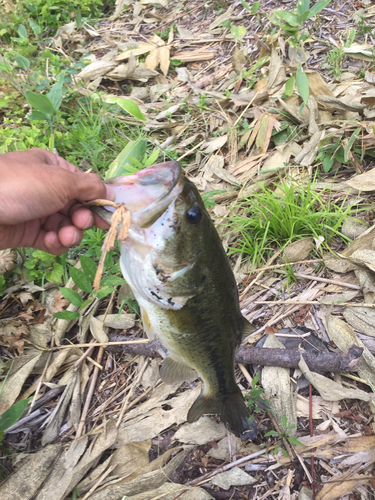 ラージマウスバスの釣果