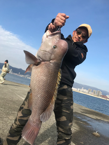 コブダイの釣果