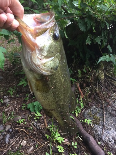 ラージマウスバスの釣果