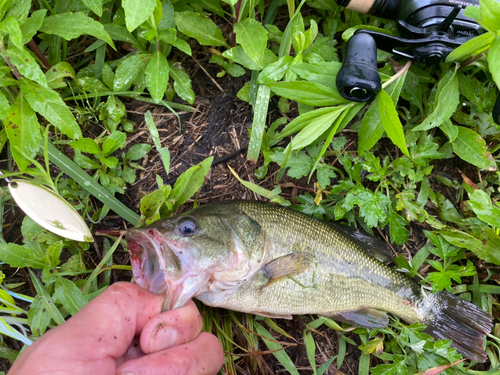 ブラックバスの釣果