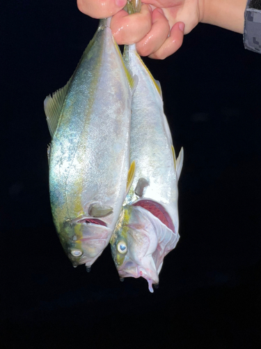 ワカシの釣果