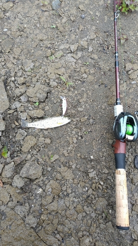 ヤマメの釣果