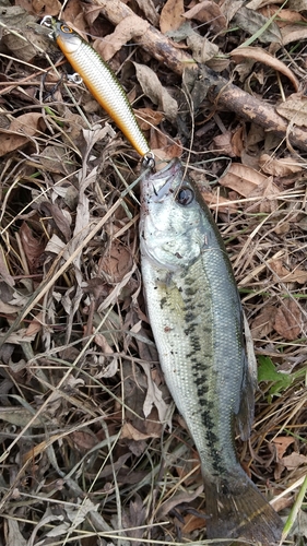 ラージマウスバスの釣果