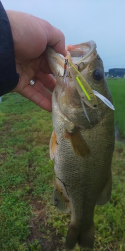 ブラックバスの釣果