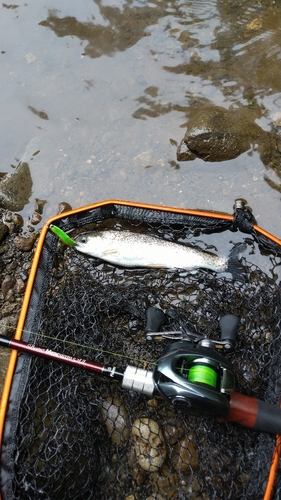 ニジマスの釣果