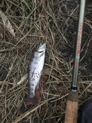 アマゴの釣果