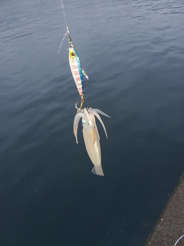 スルメイカの釣果