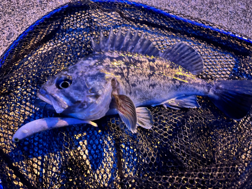 クロソイの釣果