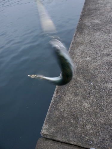 サバの釣果