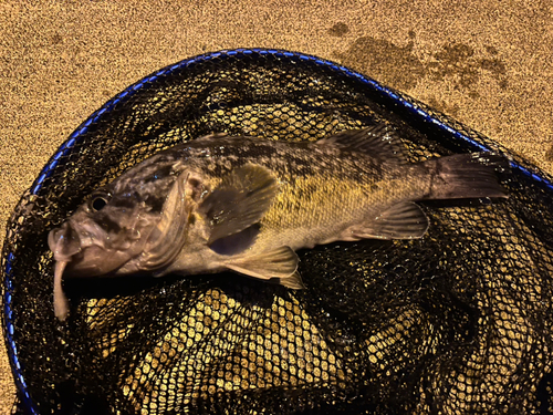 クロソイの釣果