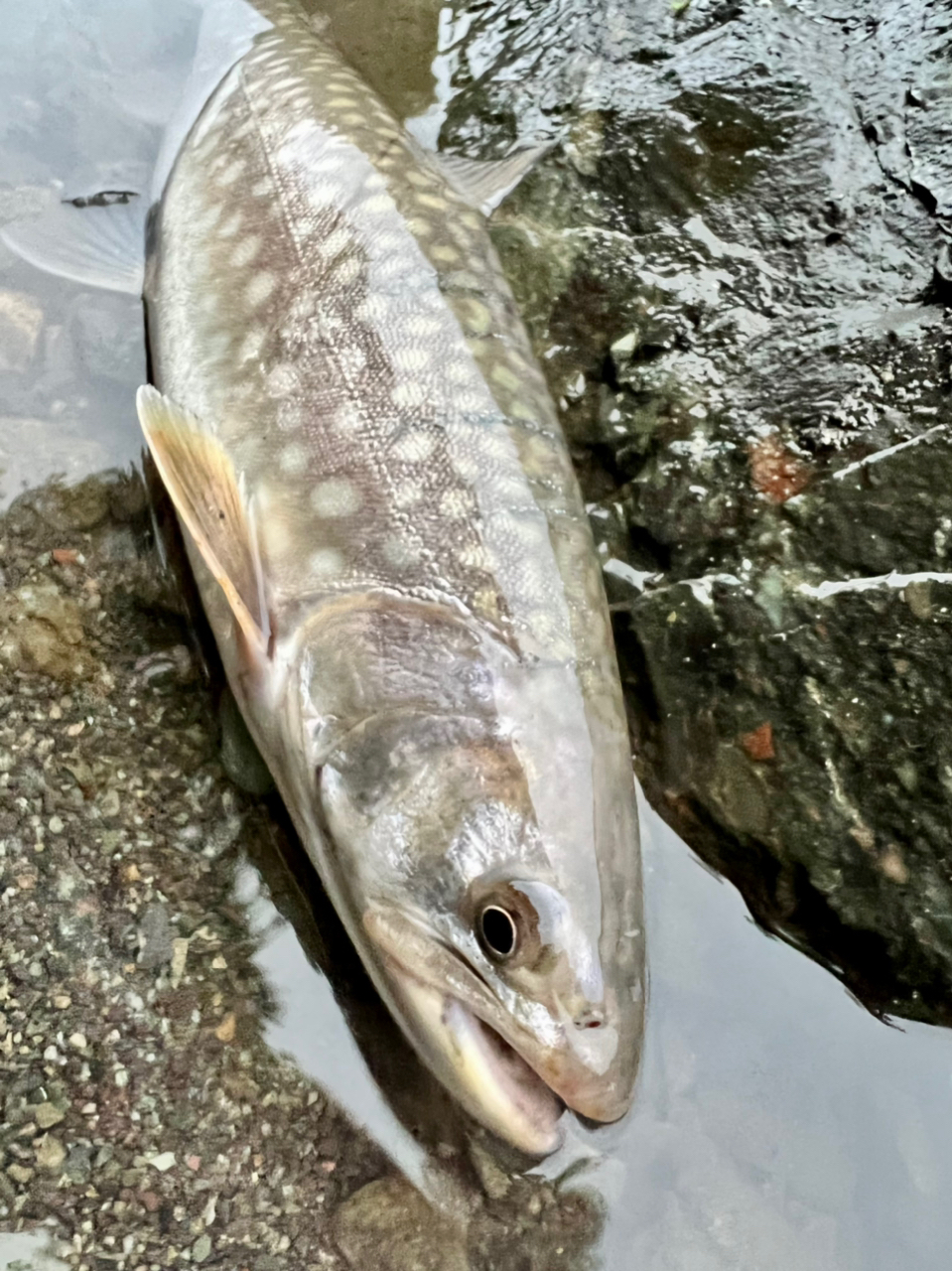 アメマス